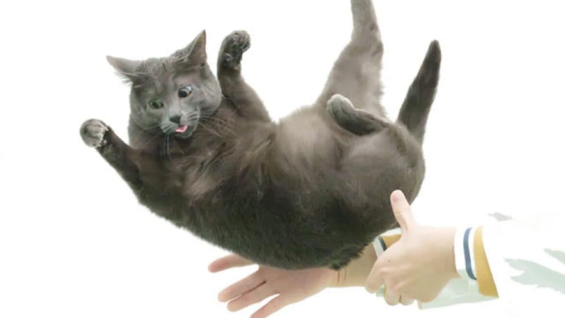 Japanese Scientists Remove Cat Cadaver Spines and Drop Live Cats 8 Times Each to Solve 300-Year-Old Mystery