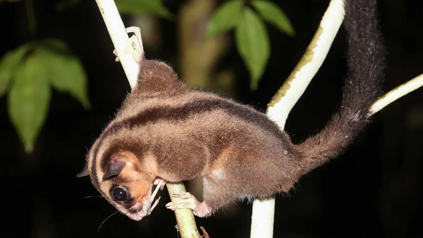 Two Marsupial Species Thought Extinct for 6,000 Years Found Alive in New Guinea Rainforest