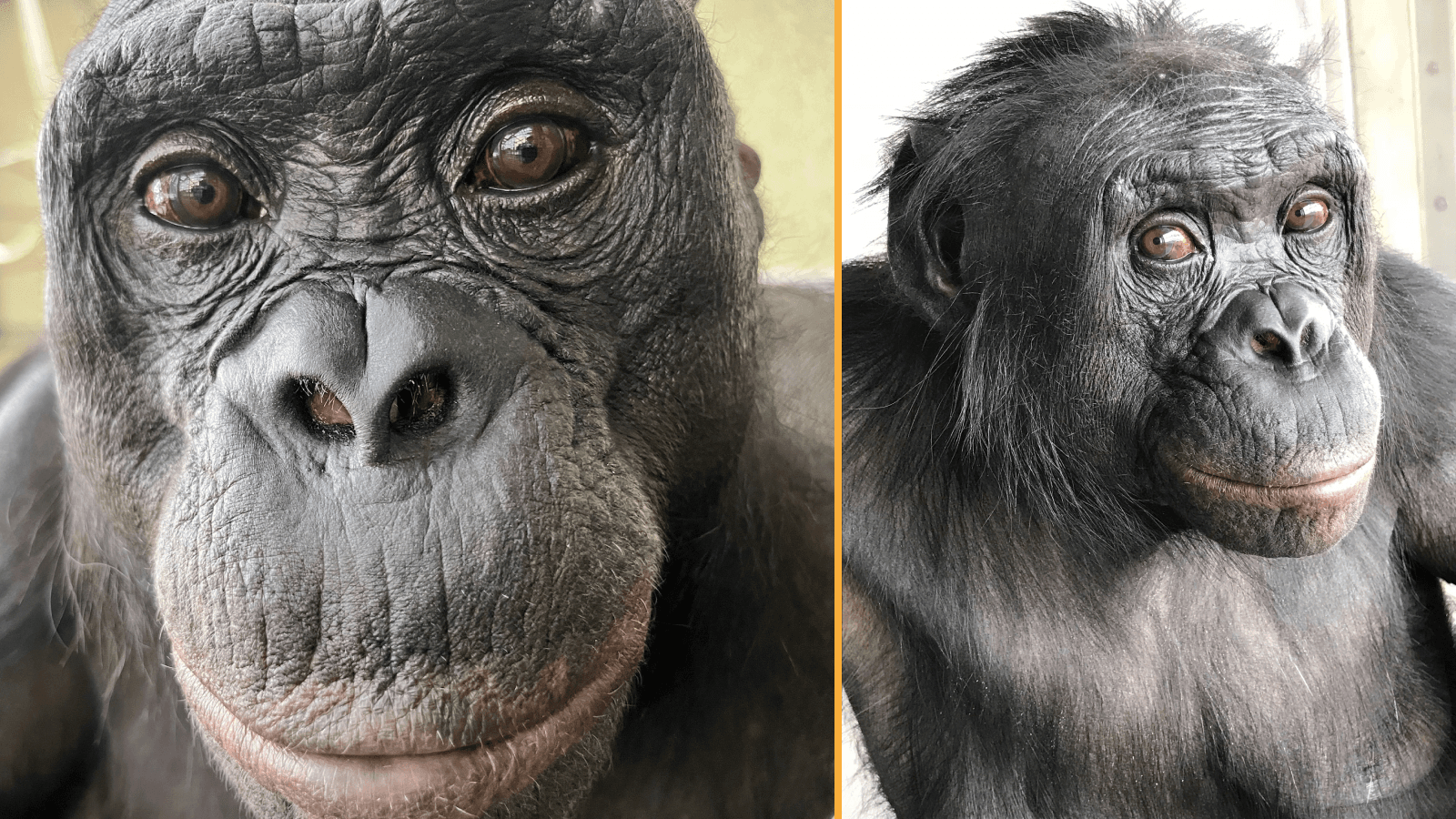 Kanzi the bonobo could play pretend — a trait thought unique to humans