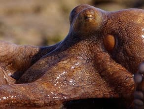 Male Mice Are Secret Serenaders: They Sing Love Songs Too High for Human Ears to Hear