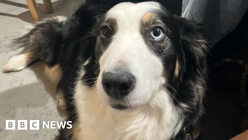 The Sheepdog That Refused Farm Life and Became a Life Drawing Model