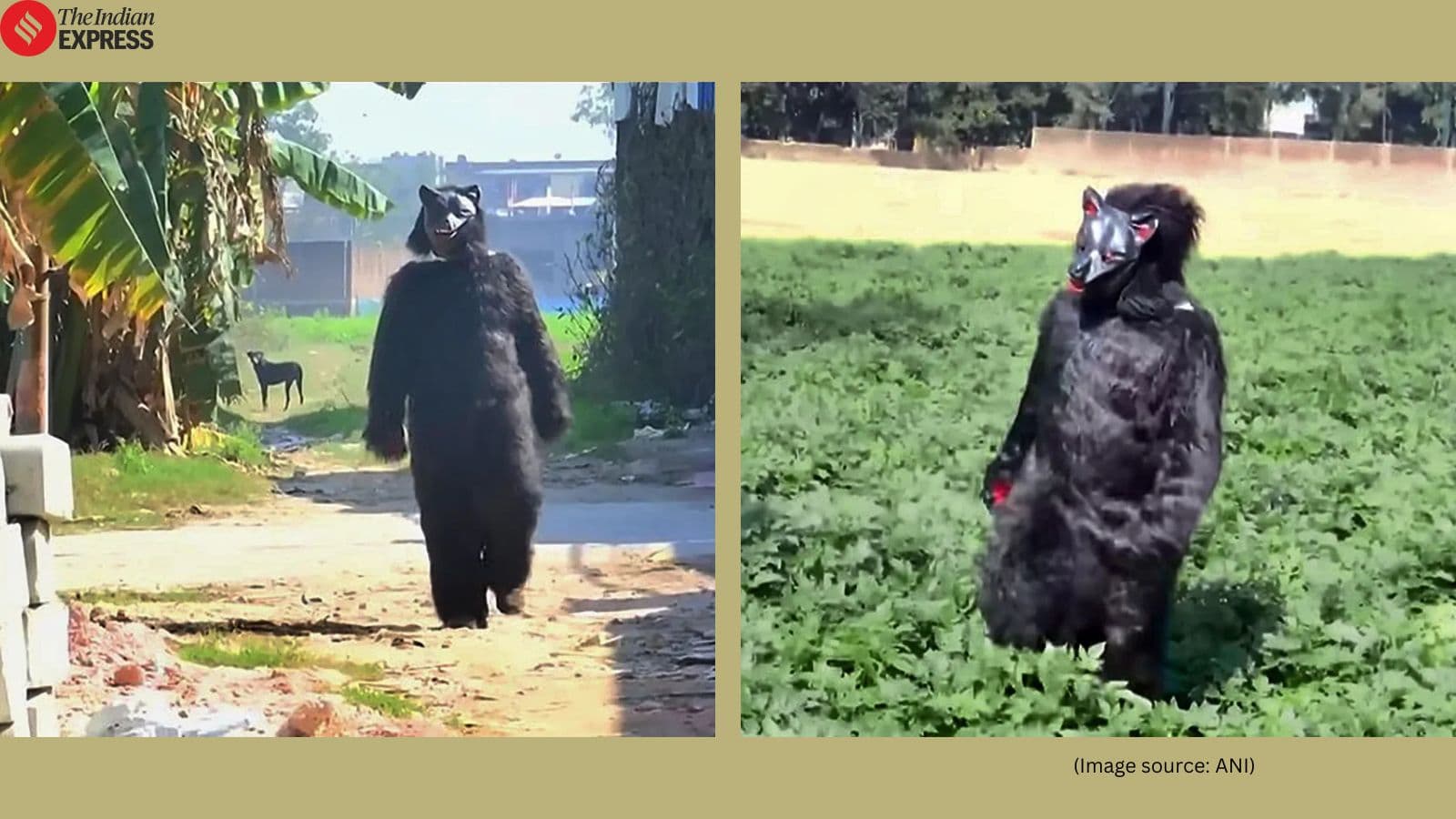 Indian Farmers Are Dressing Up in Bear Costumes to Scare Monkeys Raiding Their Crops