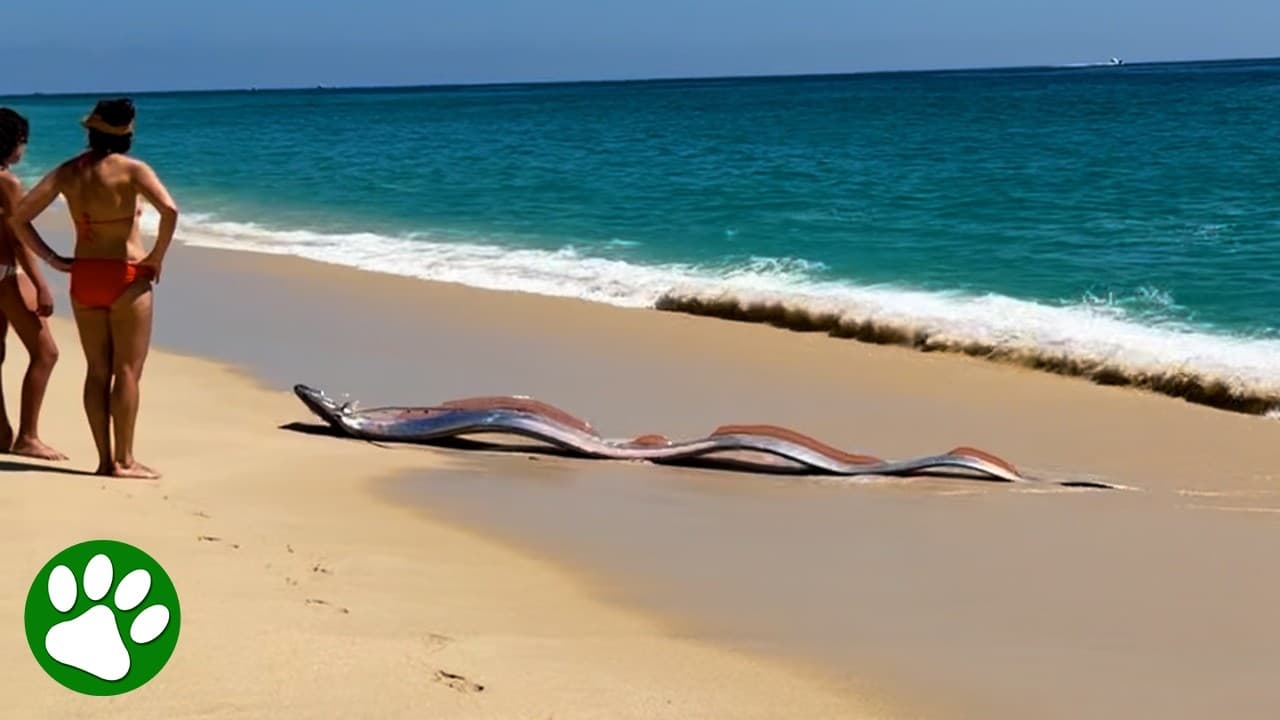 Two 'Doomsday Fish' Wash Ashore Together on Cabo San Lucas Beach