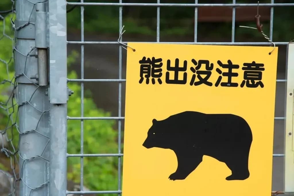 Man in Japan Falls Into a Hole and Discovers a Hibernating Bear Inside It