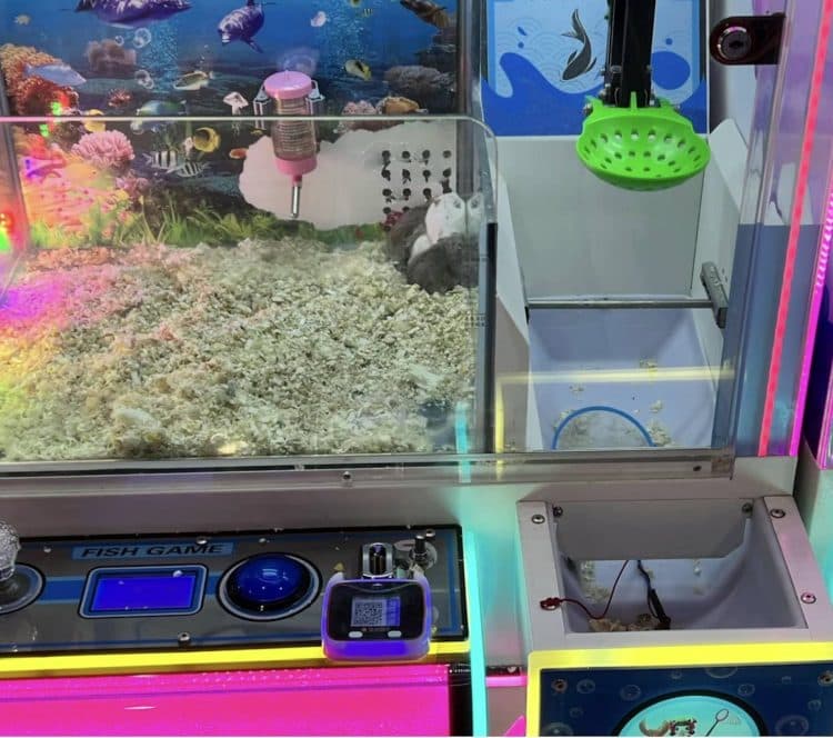 Shenzhen Arcade Stuffs Live Hamsters Into Claw Machine as Prizes — Then Replaces Them With Fish and Turtles