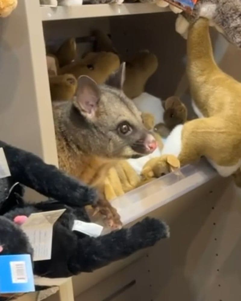 Real Possum Infiltrates Australian Airport Gift Shop, Hides Perfectly Still Among Plush Toy Possums