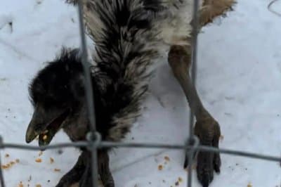 Emu Named Mystery Escapes Kentucky Home After Storm Topples Her Fence