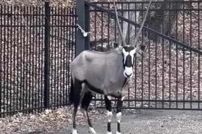 Leonard the Escaped African Oryx Is Terrorizing a Nashville Neighborhood