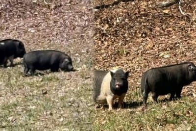At least six loose pigs sow chaos in Tennessee neighborhood