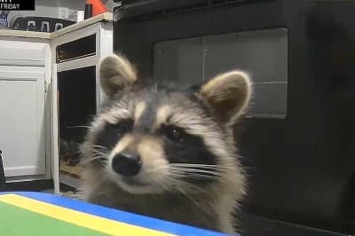 Watch: Raccoon burglar making daily visits to Cincinnati apartment