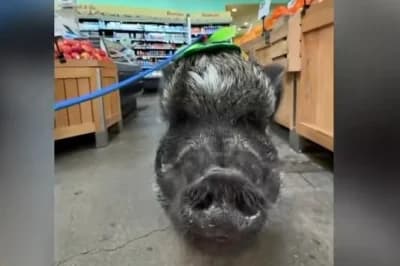 Meet Merlin: The 4-Year-Old Pig with 1.1 Million Instagram Followers Who Just Got a Guinness World Record
