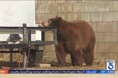 Bear Crashes Reporter's Live Broadcast โ She Was Reporting About Bears at the Time