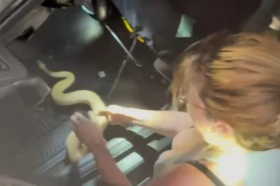Florida Firefighters Pull Python Out of Car's Dashboard
