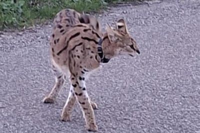 Wild African Serval Spotted Roaming a Dutch Village โ It Was Someone's Illegal Pet That Got Loose
