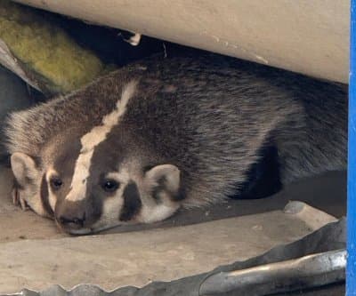 Badger Found Hiding in California High School Storage Closet, Required State Wildlife Biologist to Remove