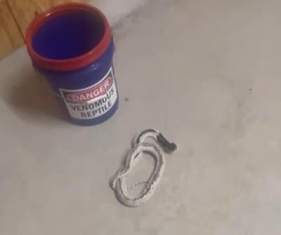 Texas Animal Control Seizes Illegal Siamese Spitting Cobra โ First One Officer Had Seen in 9 Years on the Job