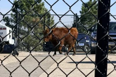 Look: Escaped bull visits Kansas high school for an unscheduled field day