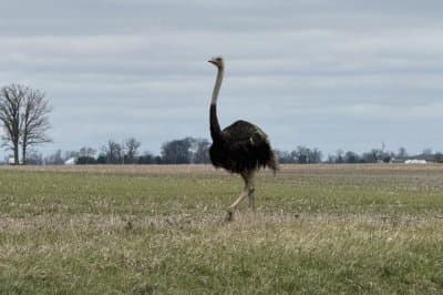 Ohio Sheriff Warns Drivers to Beware of Loose Ostrich Running Alongside State Roads