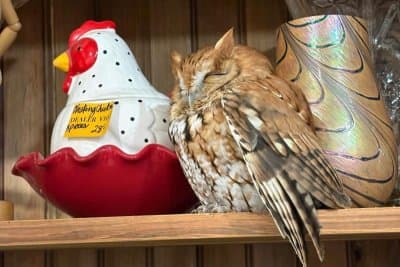 Owl Found Napping on Antique Store Shelf in New York