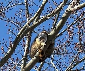 Raccoon Gets Head Stuck in Peanut Butter Jar โ Then Climbs 25 Feet Up a Tree