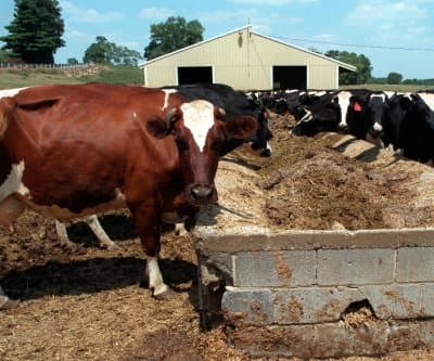 40 Cows Escape Onto Virginia Roads After Livestock Hauler Crashes in Frederick County
