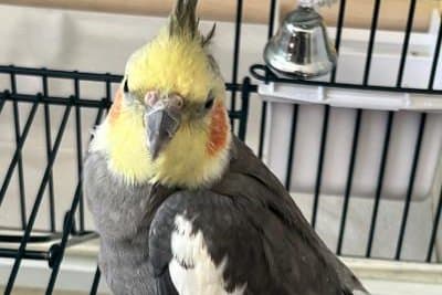 Illinois family's 33-year-old cockatiel is the oldest in the world