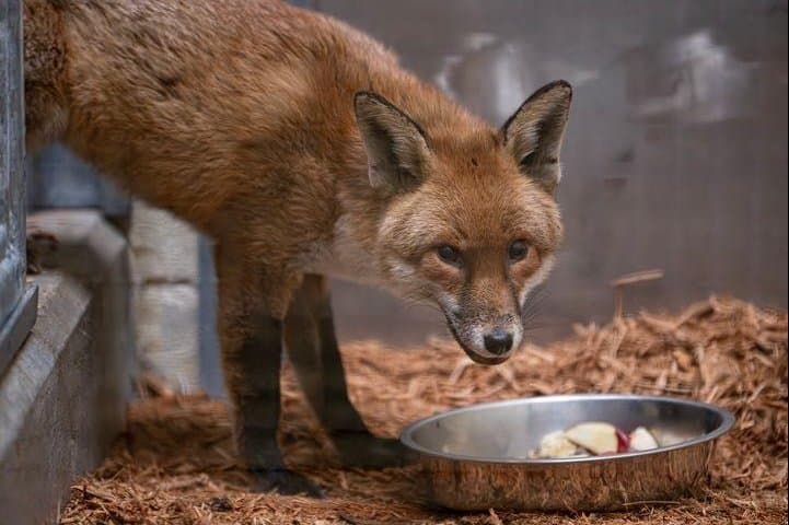 Red Fox Stows Away on Cargo Ship in England, Turns Up at Port of New York