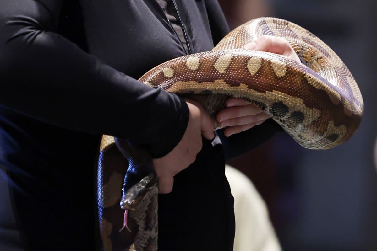 Missing pet snake found under neighbor's compost 15 months later