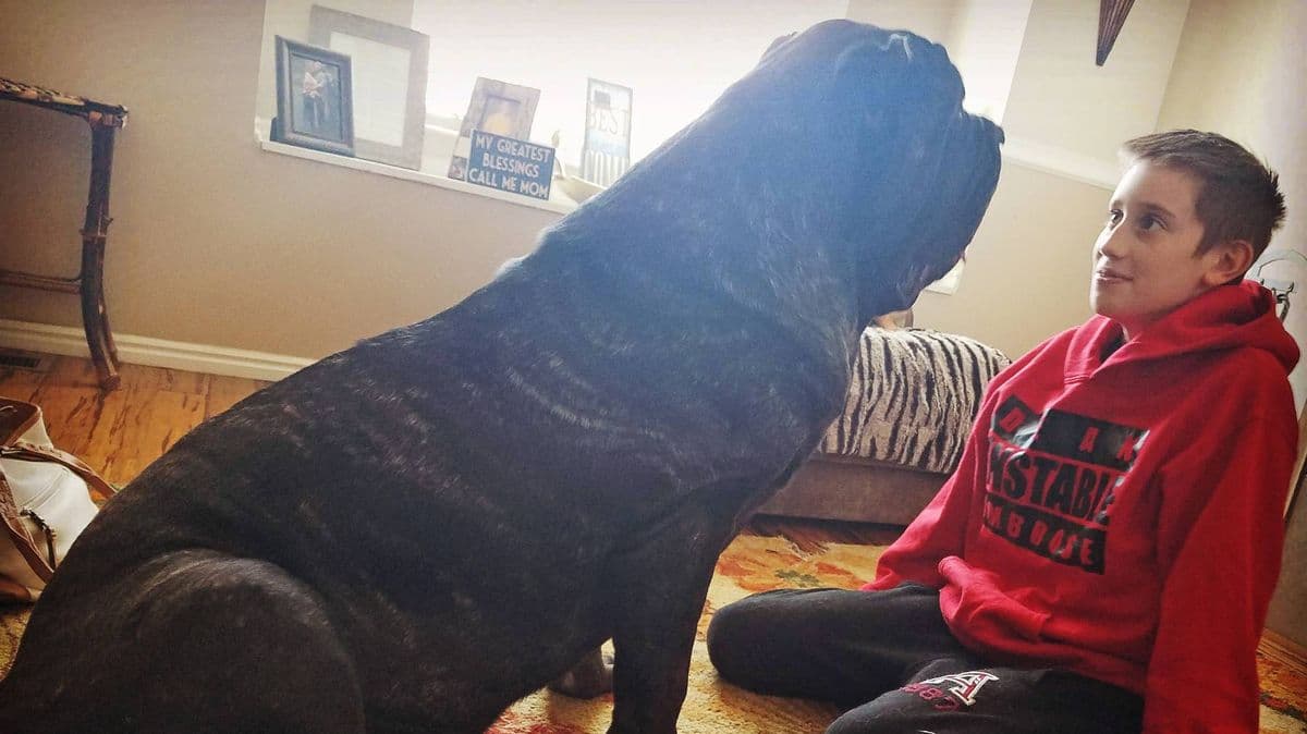 World's biggest puppy weighs 12st, stands 6ft tall and was bred to recreate an ancient extinct war dog