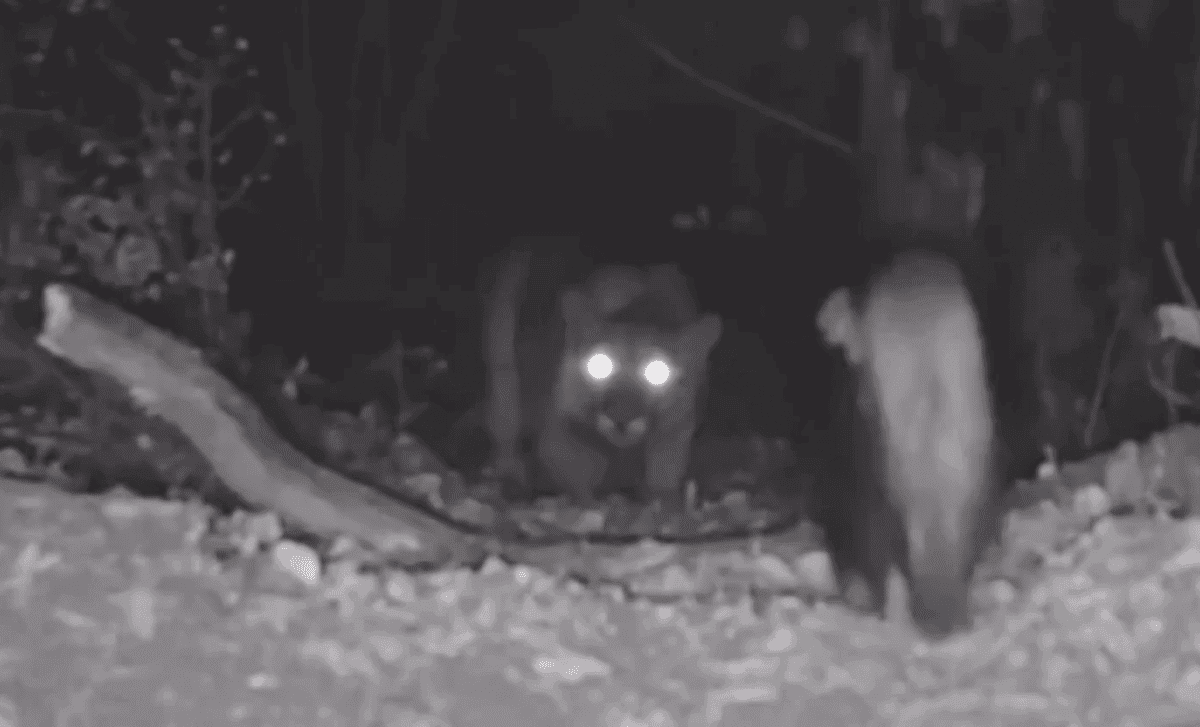Fearless Skunk Confronts Mountain Lion in Epic Trail Camera Showdown