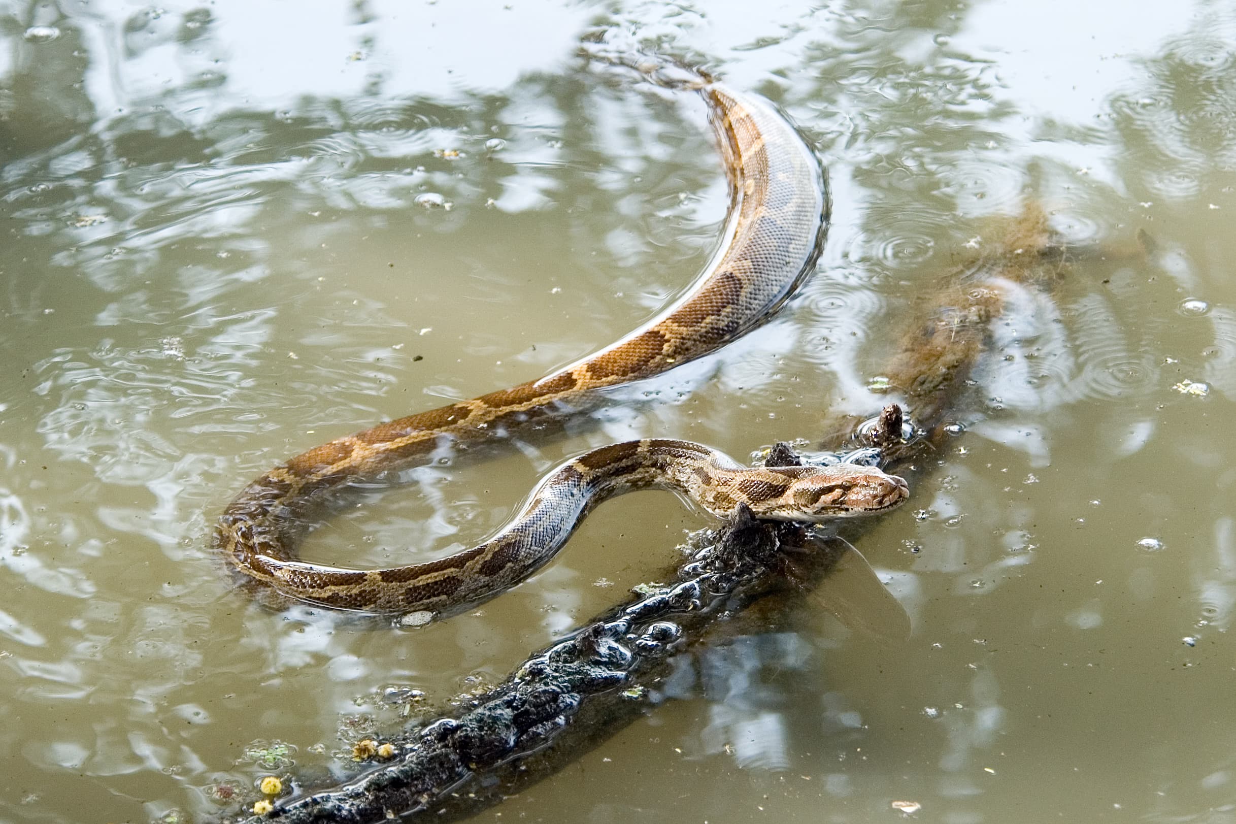 Locals Mistake Mass of Coiled Giant Pythons Near Hindu Temple for Tree Roots โ Until Someone Throws a Stone